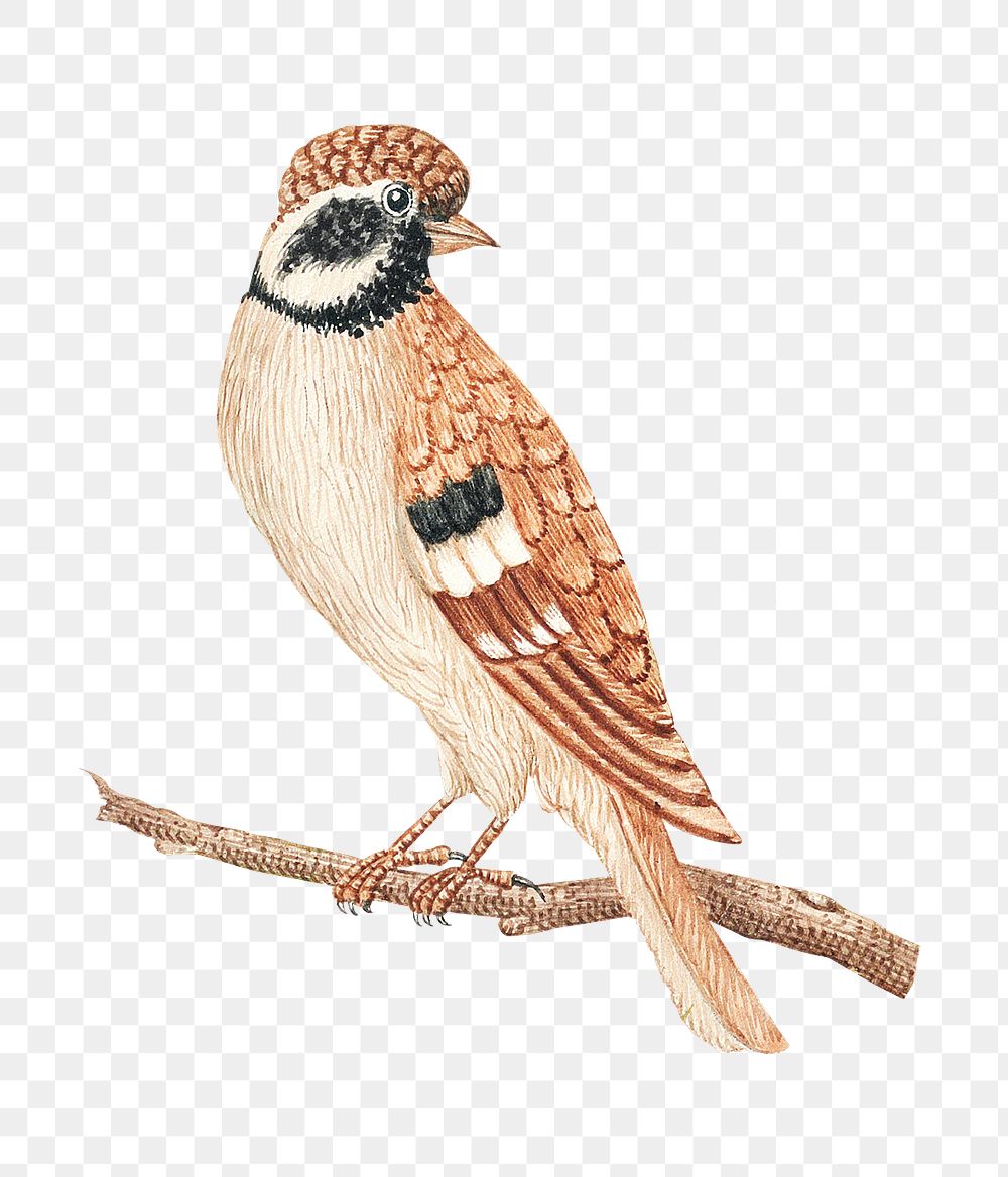 Brown bird on a branch png, remixed from the 18th-century artworks from the Smithsonian archive.