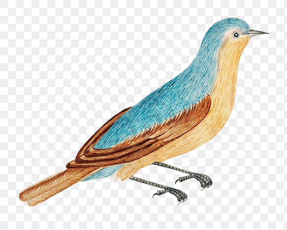 Blue and brown bird png, remixed from the 18th-century artworks from the Smithsonian archive.