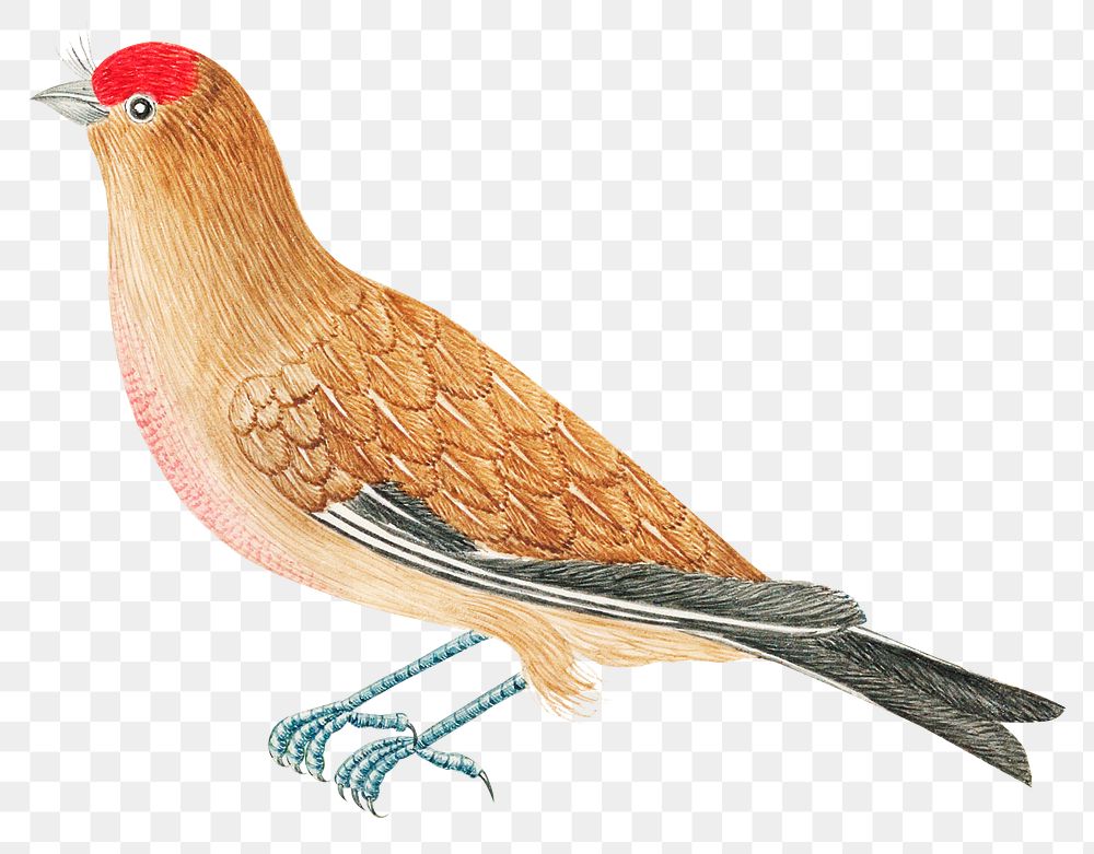 Brown bird png, remixed from the 18th-century artworks from the Smithsonian archive.
