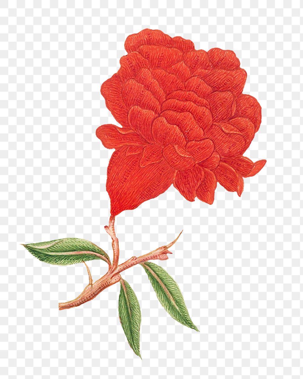 Vintage red blossoms png illustration, remixed from the 18th-century artworks from the Smithsonian archive.