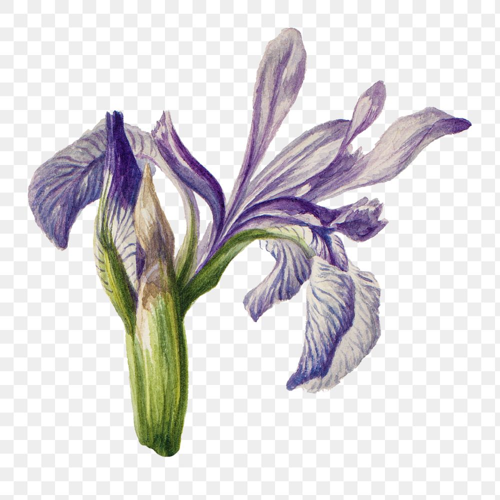 Western blue flag png flower botanical vintage illustration