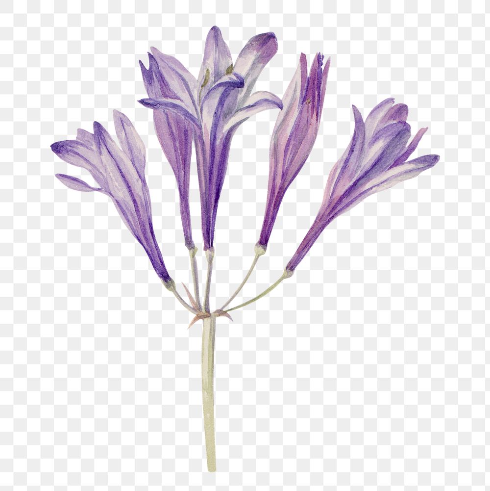 Purple grass nut flower png illustration