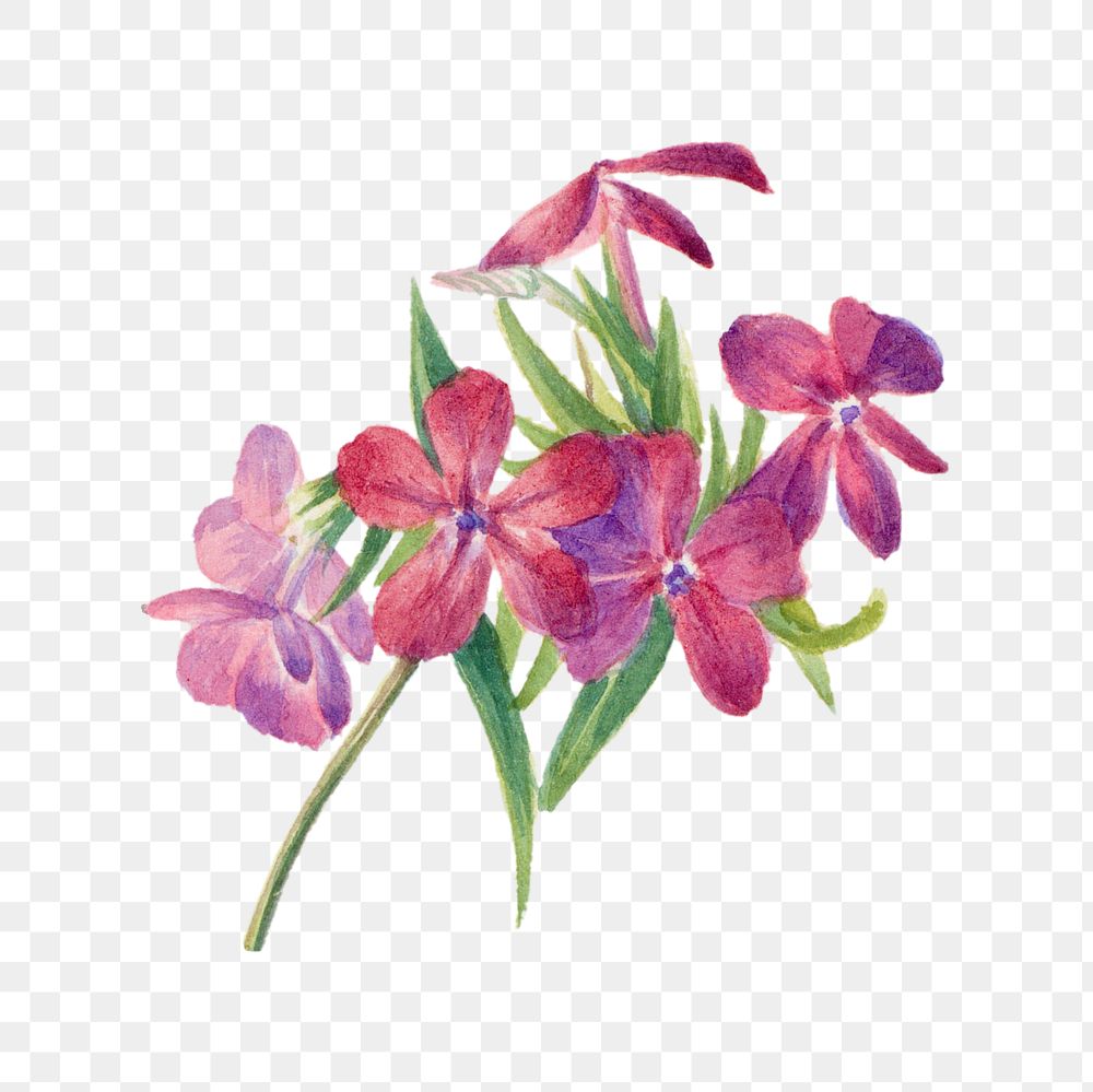 Hand drawn hairy phlox png floral illustration