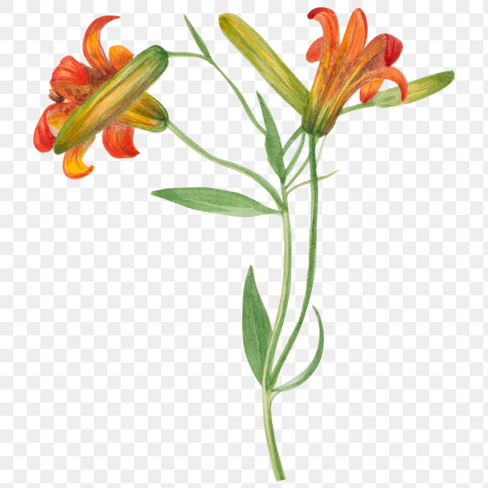 Orange small tiger lily blossom png illustration hand drawn
