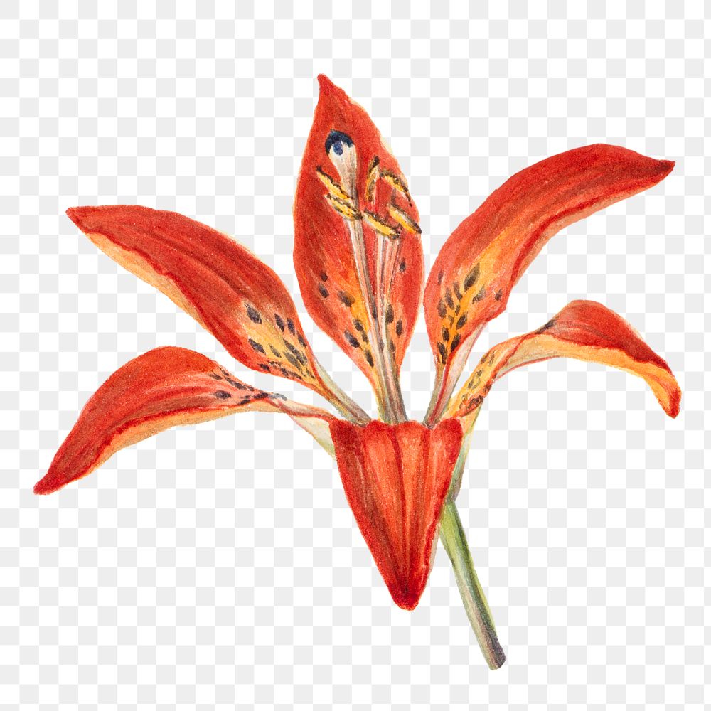 Hand drawn lily png floral illustration