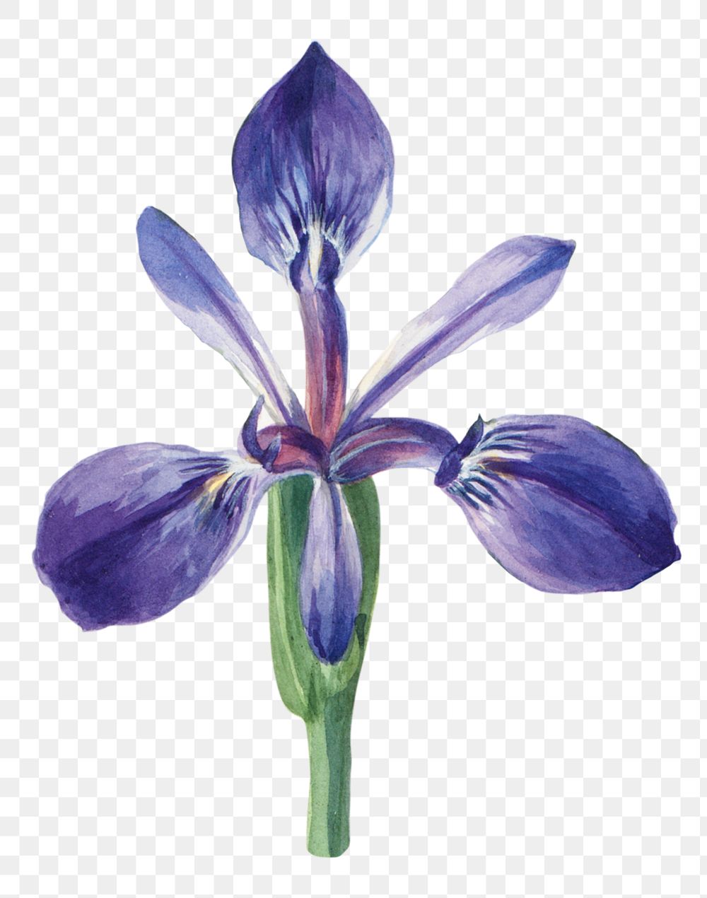 Iris blossom psd illustration hand drawn