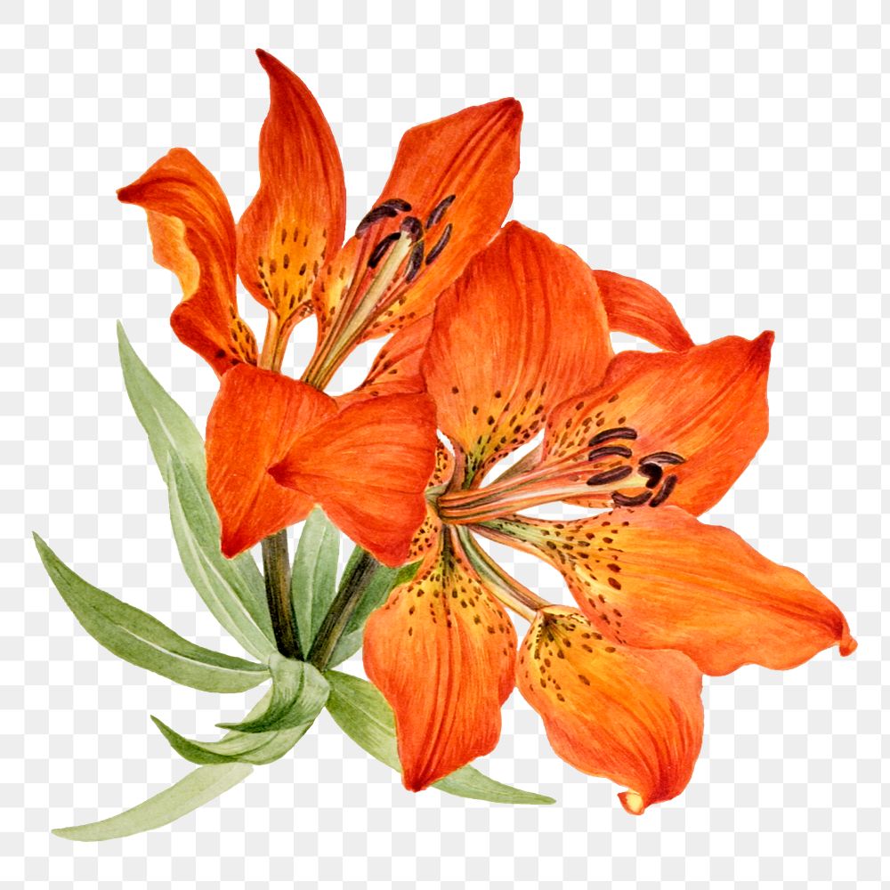 Hand drawn red lily png floral illustration