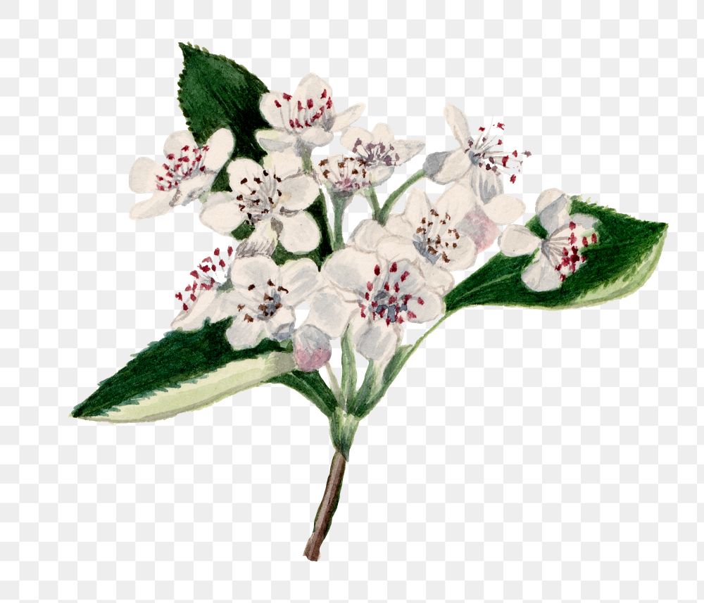 Spring Flower Red Chokeberry Png 