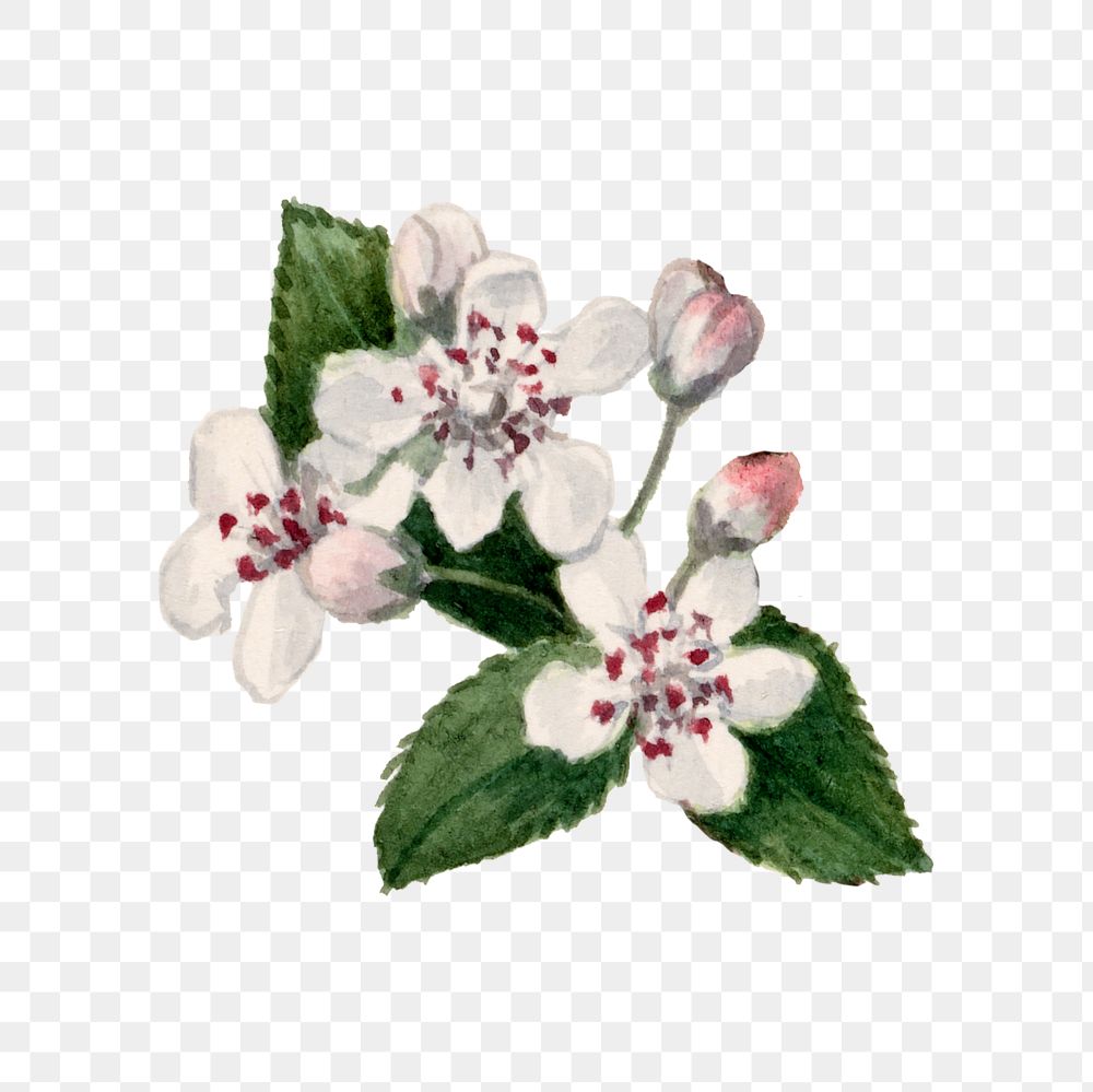 Red chokeberry blossom png illustration hand drawn