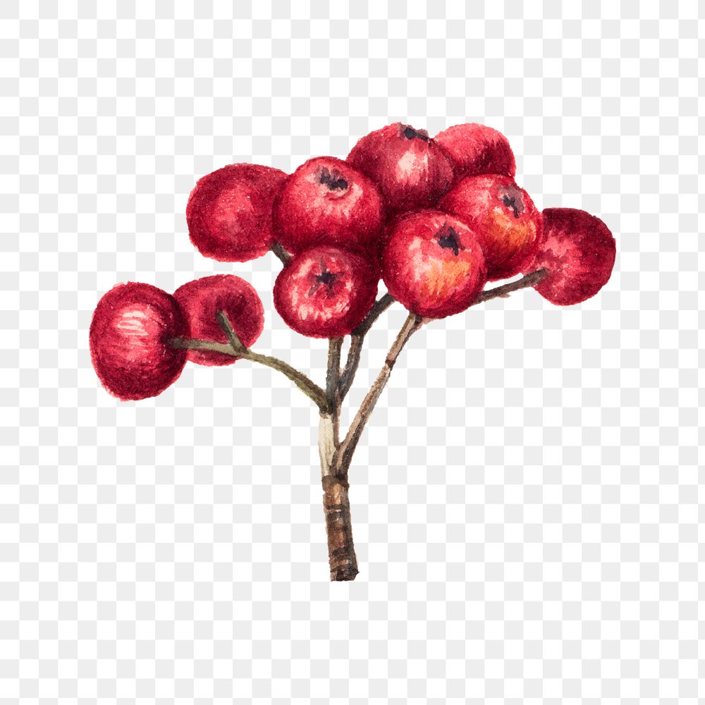 Red chokeberry png illustration hand drawn