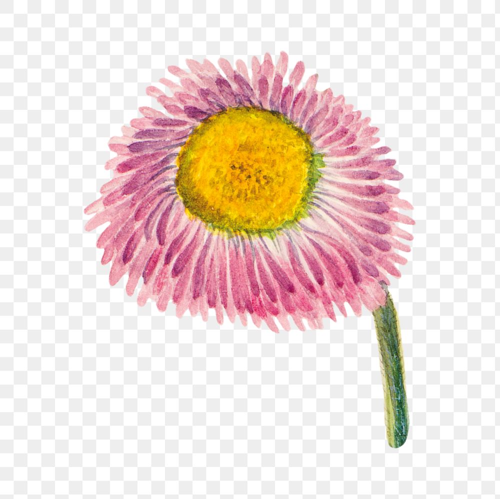 Pink meadow fleabane png botanical illustration watercolor