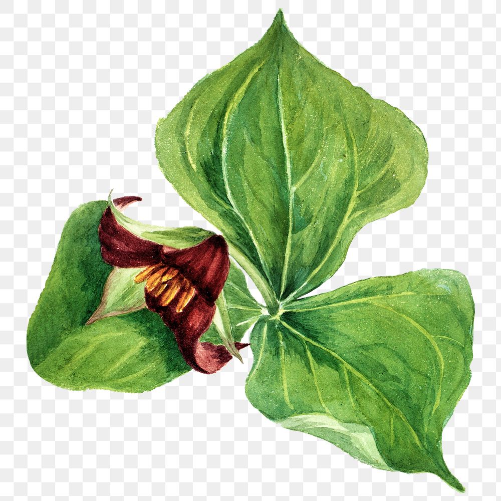 Red trillium flower png botanical illustration watercolor
