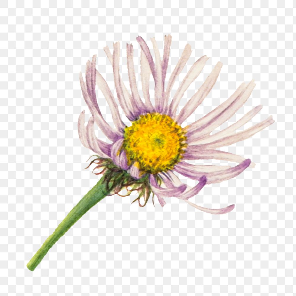 Alaska fleabane flower png botanical illustration watercolor