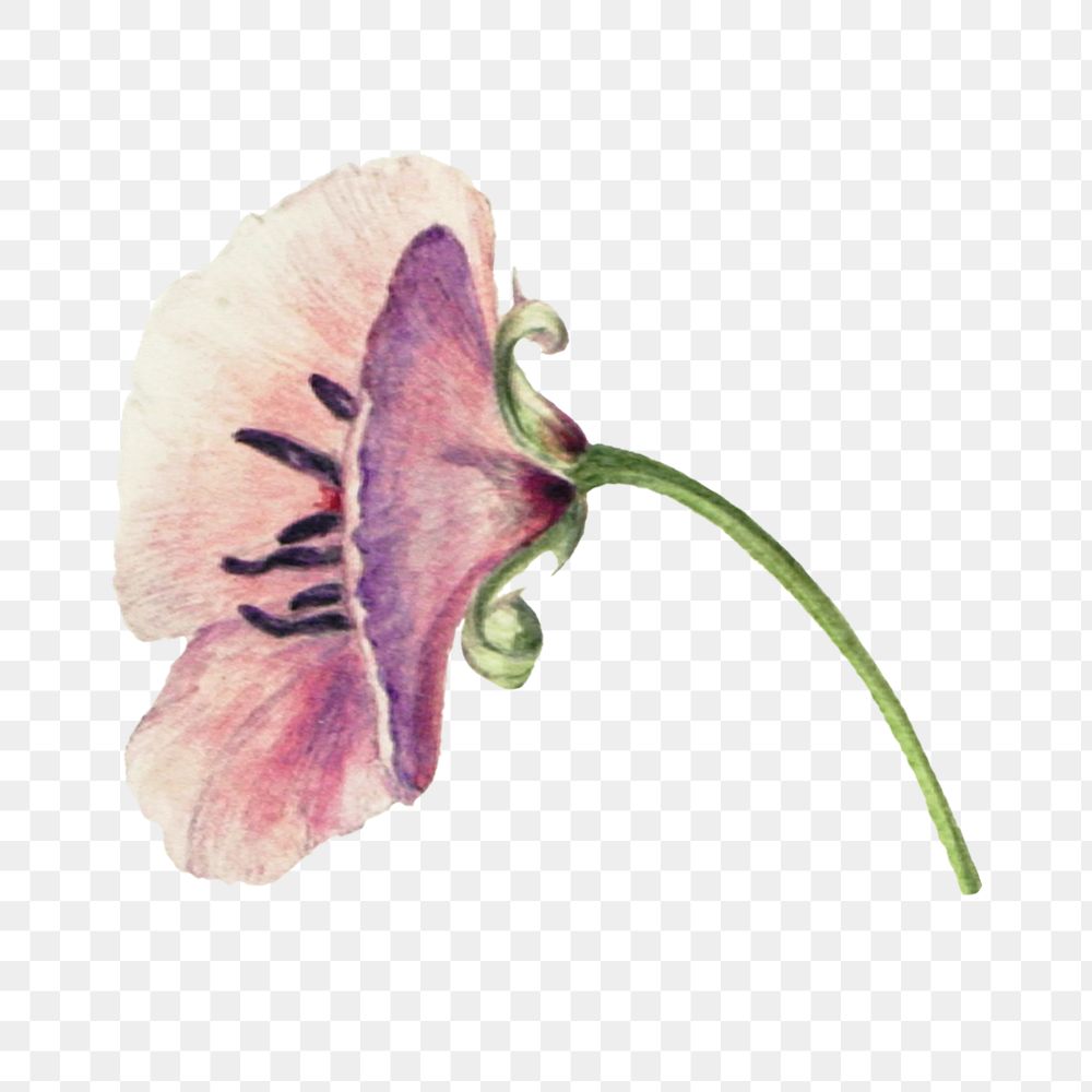 Purple lilac flower png botanical illustration watercolor