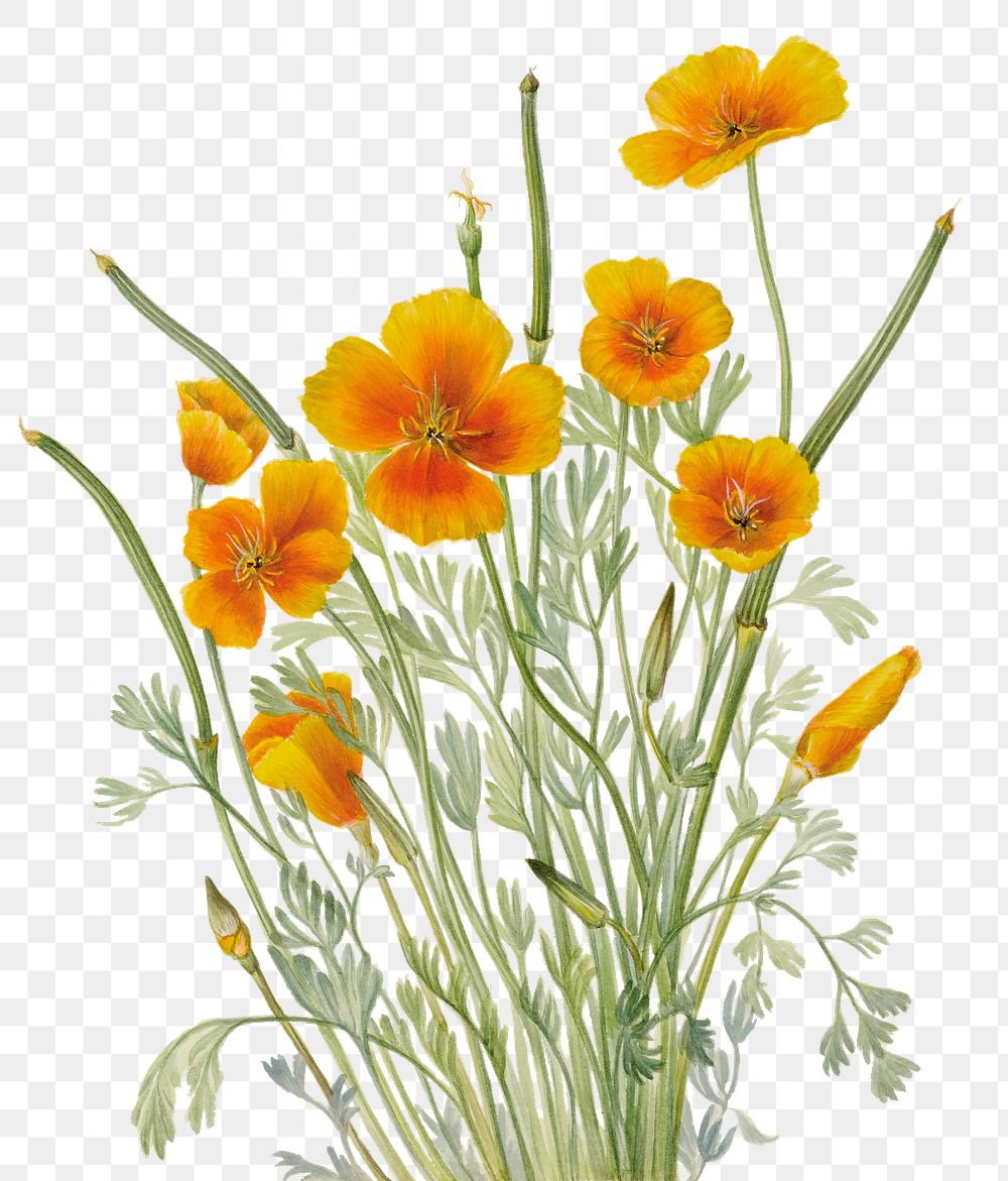 Yellow mexican poppy flower png botanical illustration watercolor