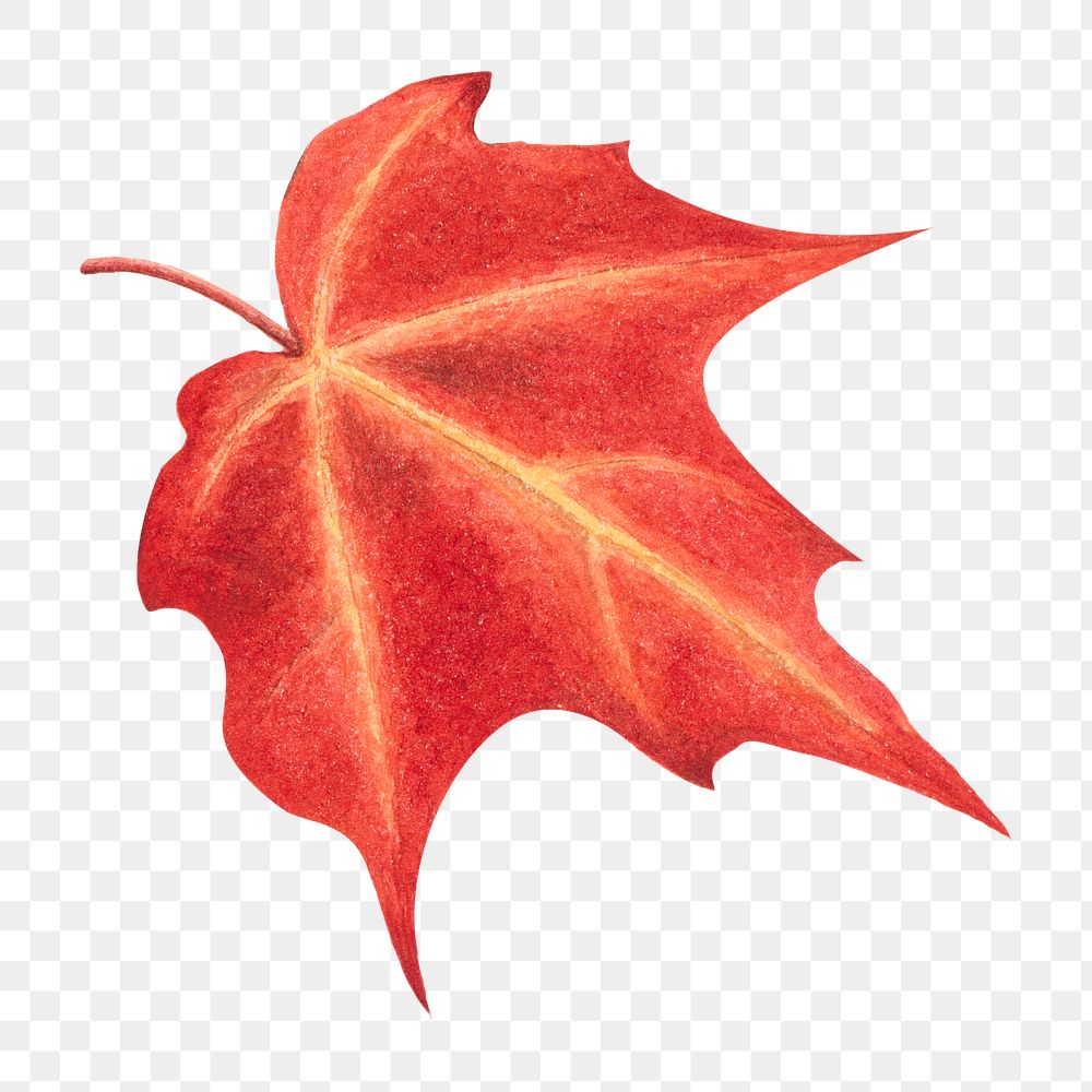 Red autumn leaf png botanical illustration watercolor