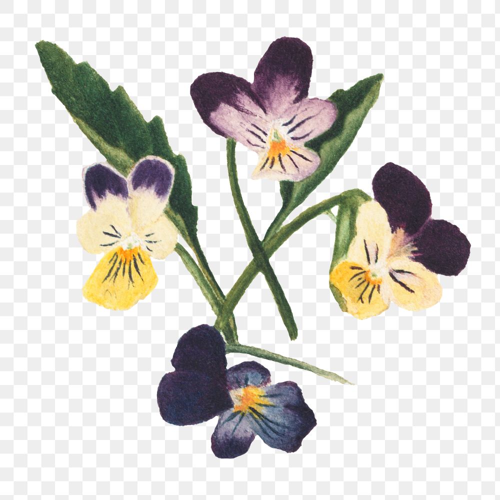 Purple yellow pansy flower png botanical… | Free stock illustration | High Resolution graphic Purple yellow pansy flower png botanical illustration watercolor