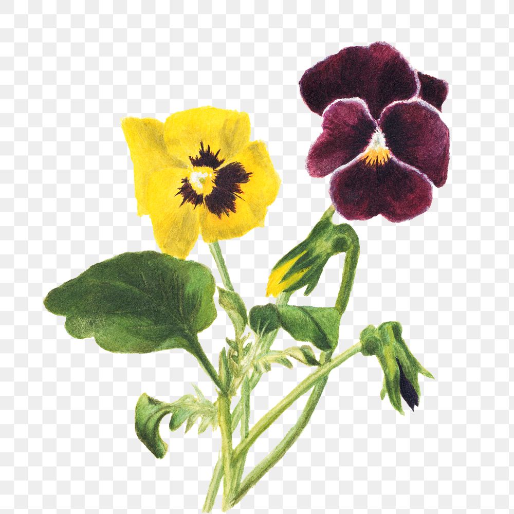 Pansies flower png botanical illustration | Premium PNG Sticker - rawpixel