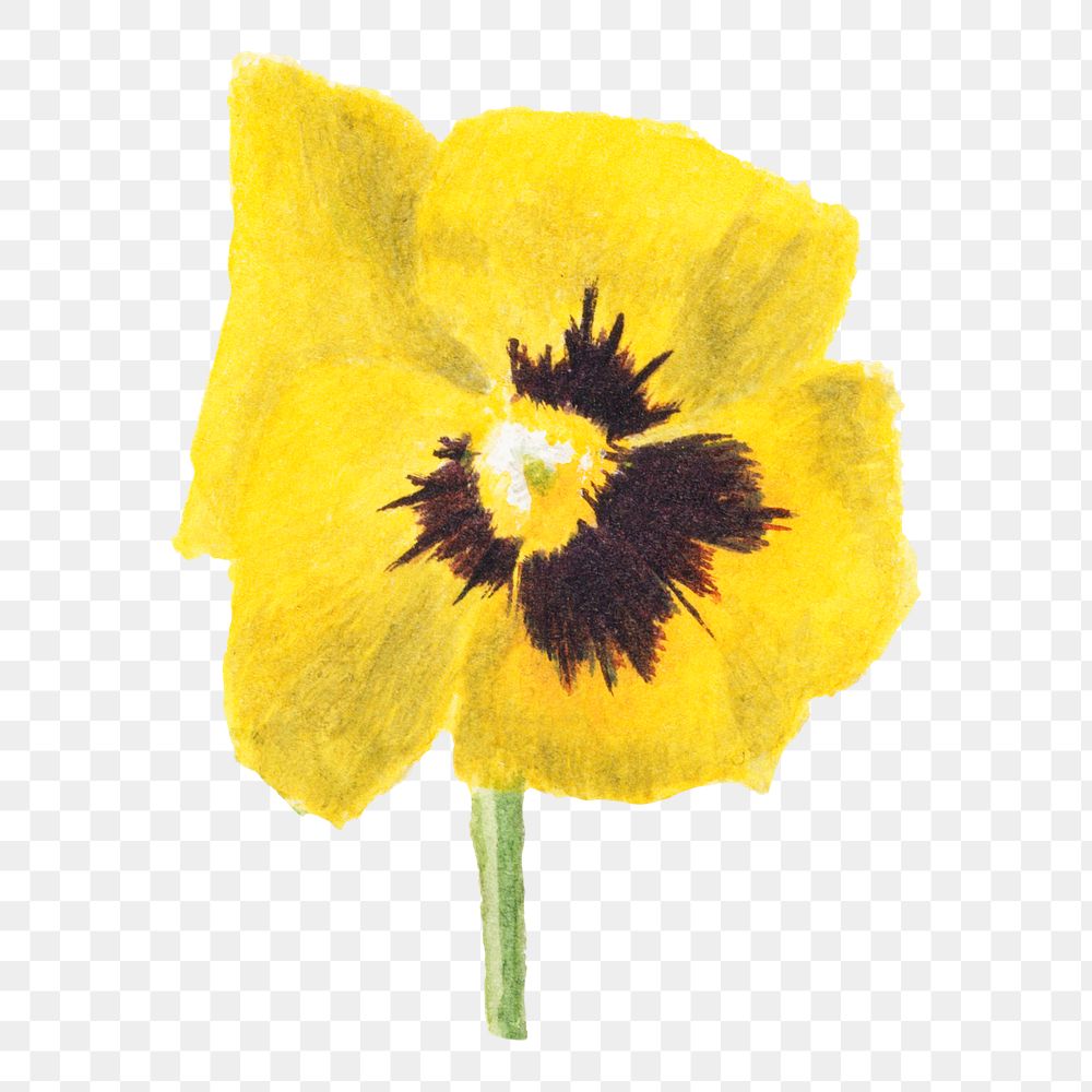 Yellow pansy flower png botanical illustration watercolor