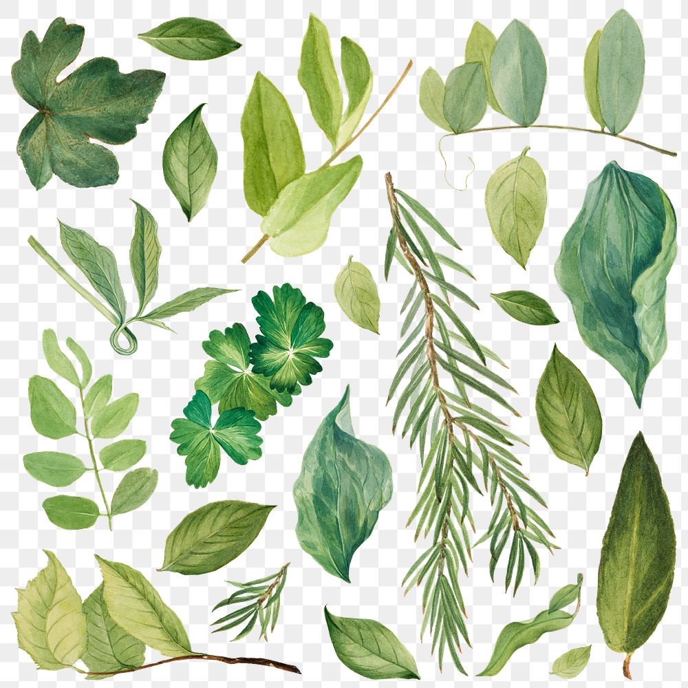 Green leaves png botanical illustration | Premium PNG - rawpixel