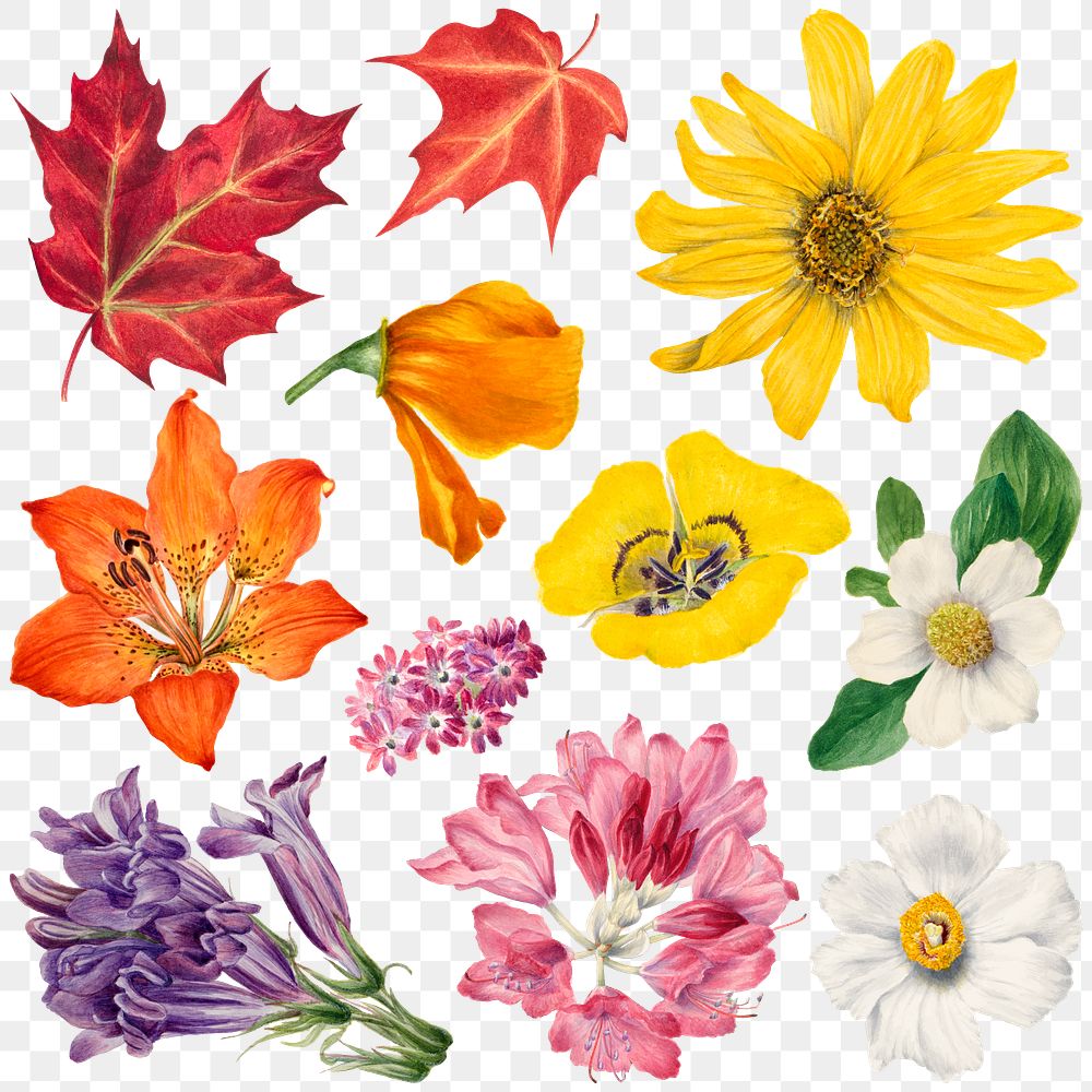 Hand drawn wild plants png botanical illustration set