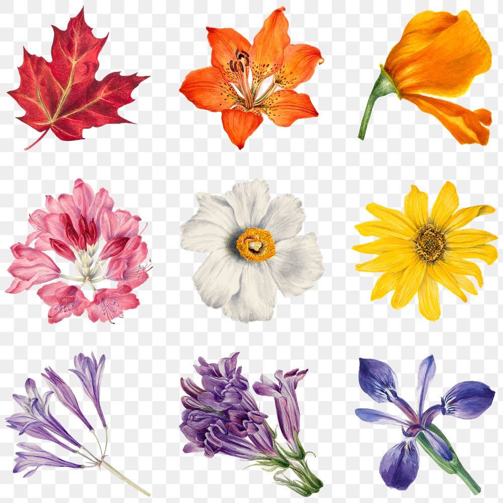Hand drawn wild plants png botanical illustration set