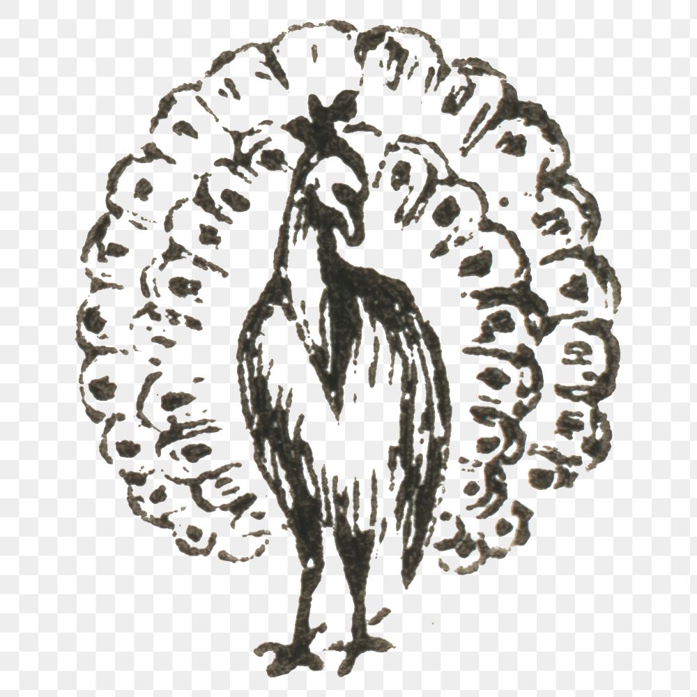 PNG old peacock hand drawn illustration