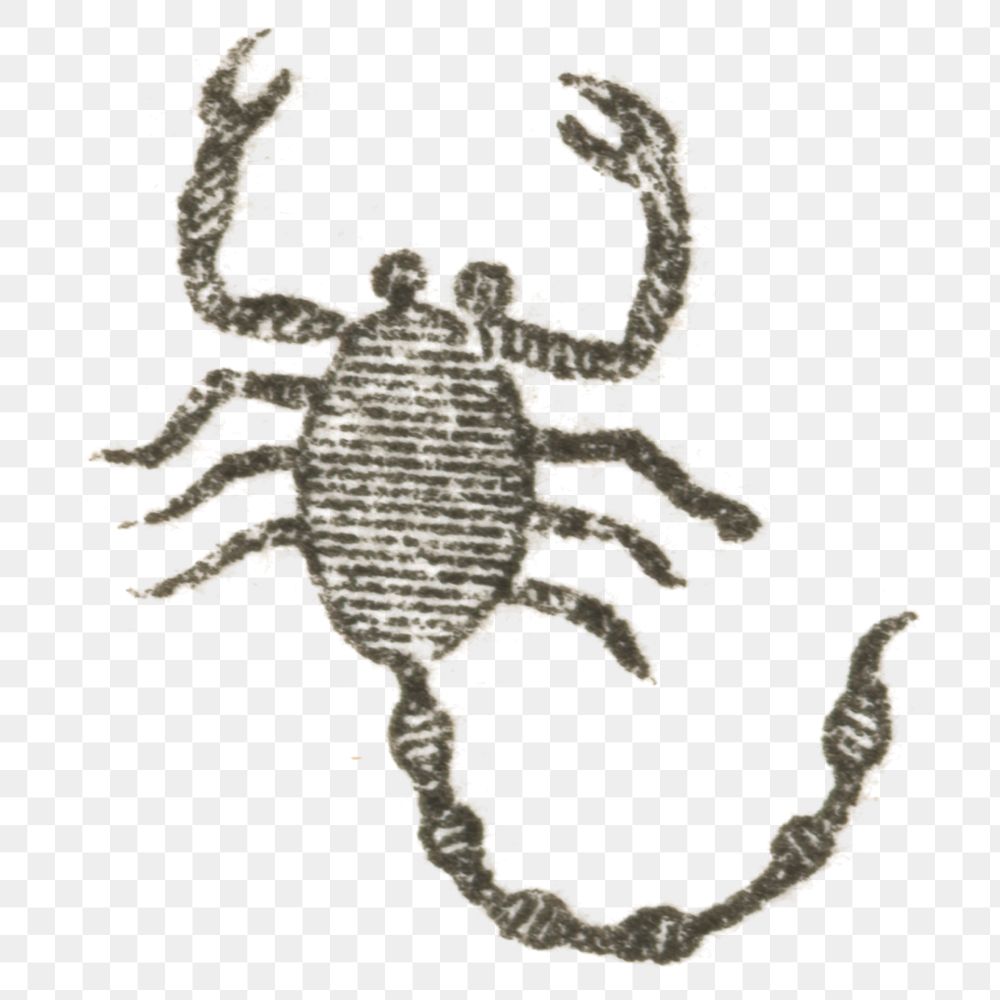 Old png scorpion hand drawn illustration