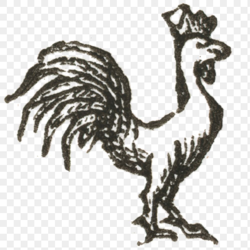 Vintage png cock engraving hand drawn illustration