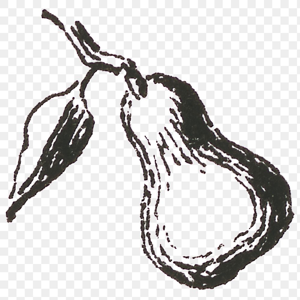 Vintage png pear fruit engraving hand drawn illustration