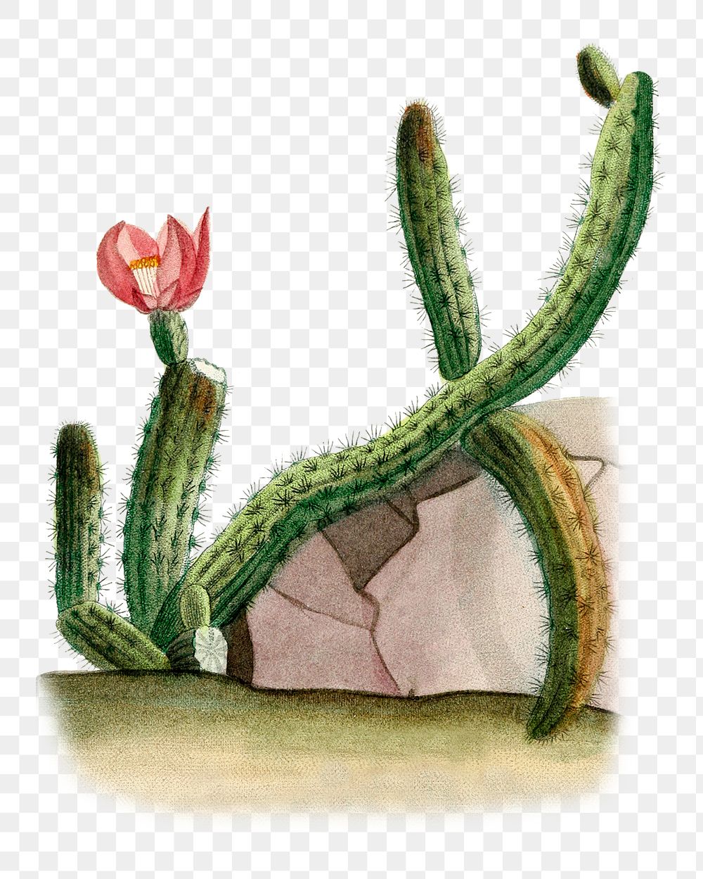 Vintage png rattail cactus hand drawn illustration