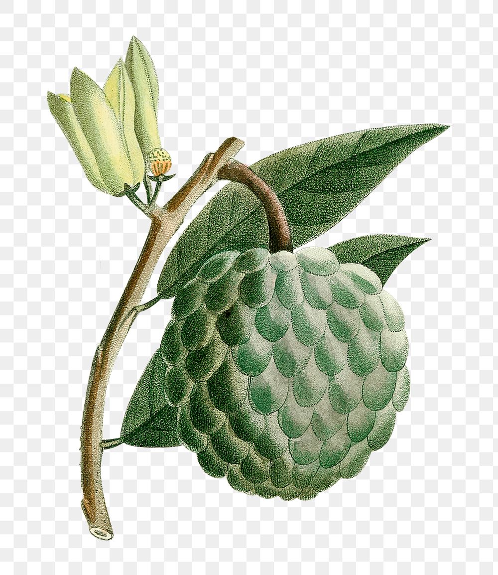 Png hand drawn soursop fruit illustration