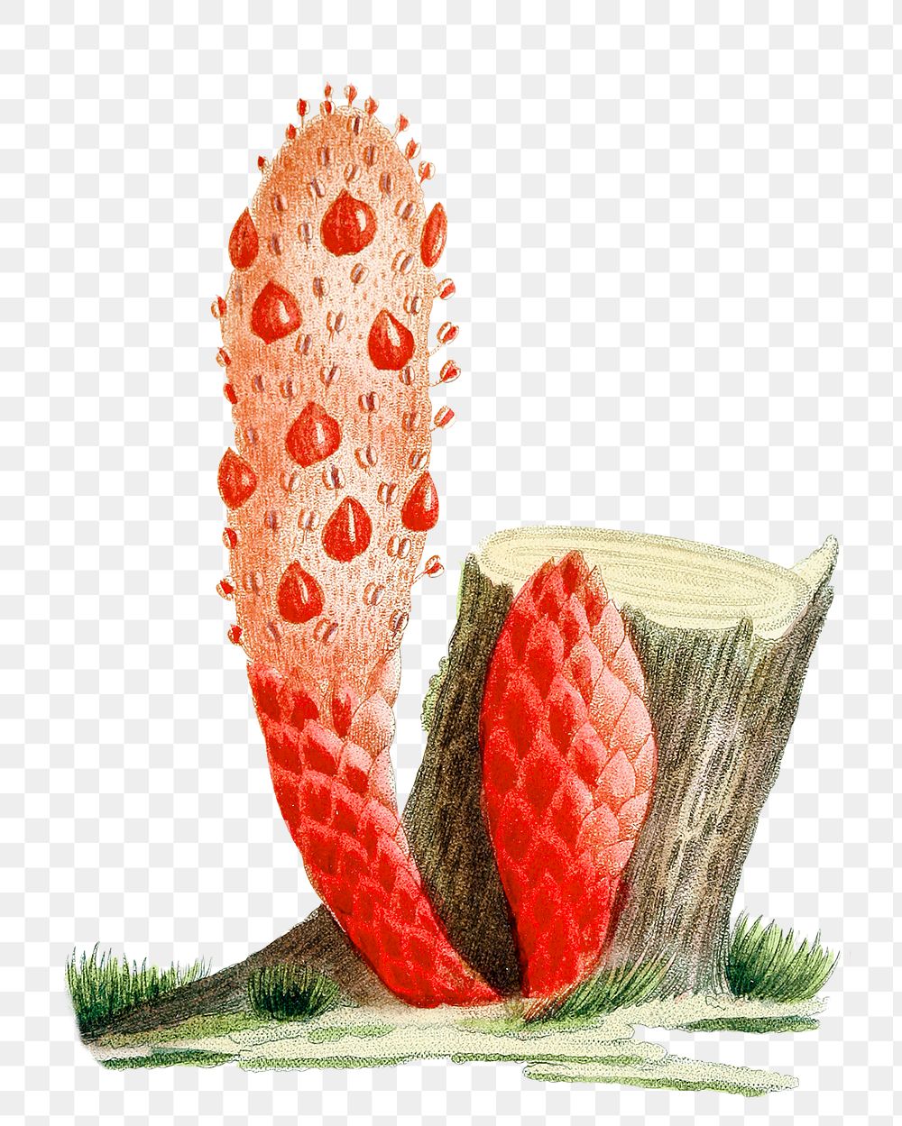 Vintage png cynomorium plant clipart illustration