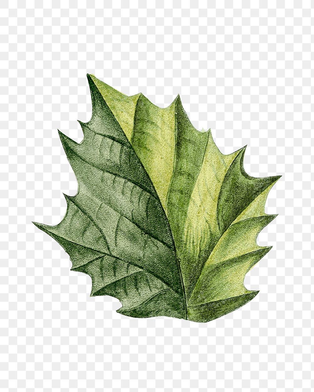 Vintage png jimson weed leaf illustration