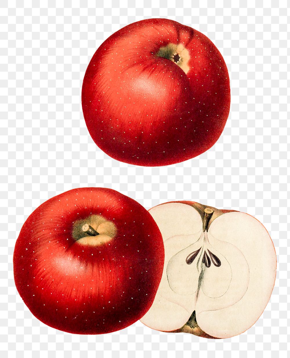 Png hand drawn red apples illustration