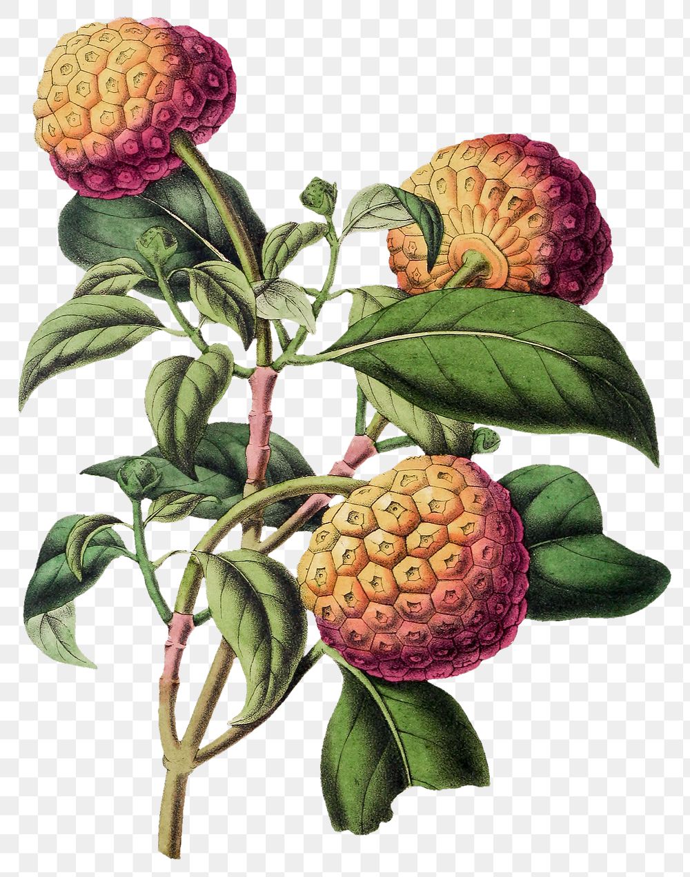 Vintage png cornus capitata fruit illustration