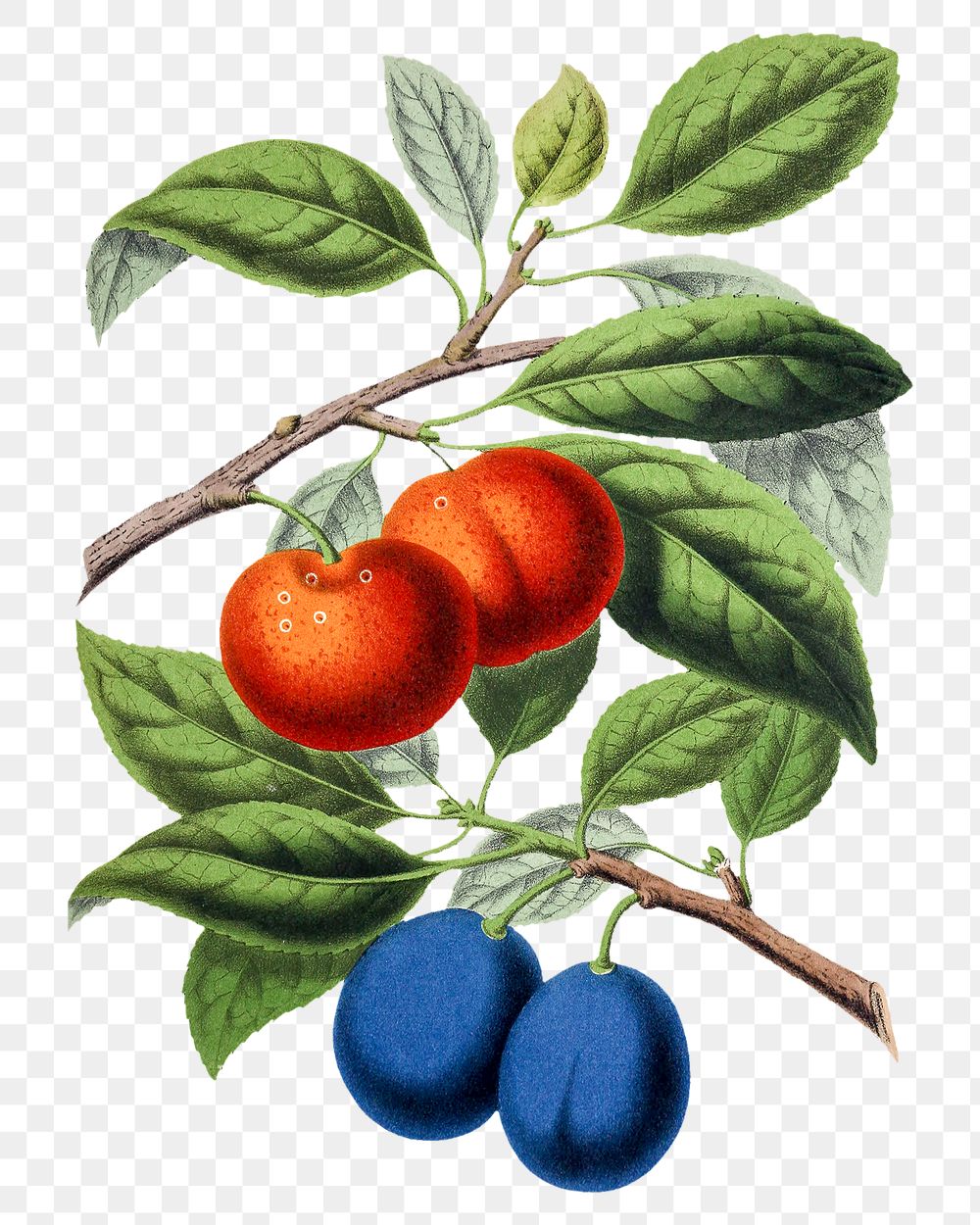 Vintage png aesthetic plums illustration
