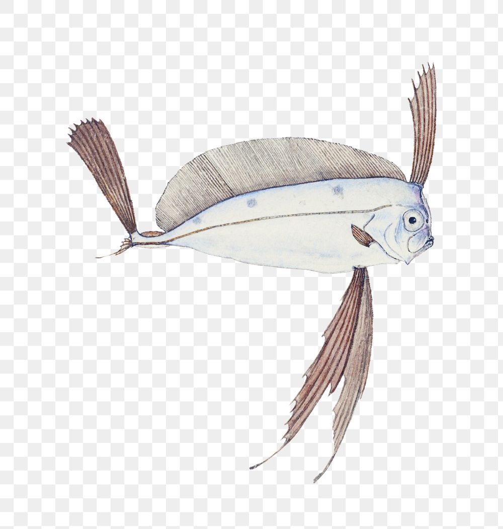 Ribbonfish fish marine life png hand drawn illustration