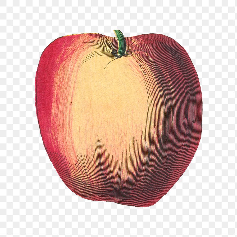 Vintage apple png fruit woodcut print, remix from artworks by by Marcius Willson and N.A. Calkins