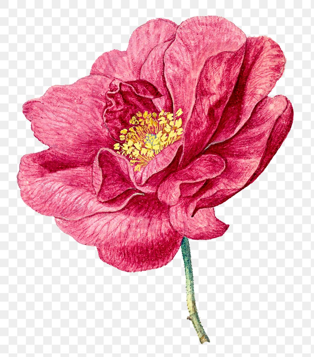 Aesthetic French rose png sticker, vintage floral illustration, classic design element