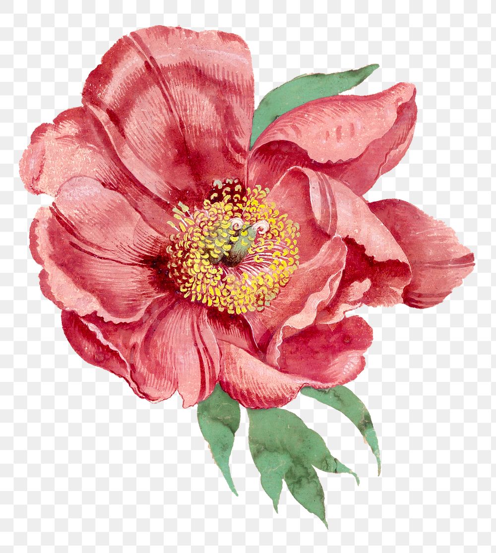 Aesthetic peony png sticker, vintage floral illustration, classic design element