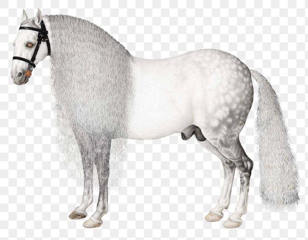 Vintage horse png sticker, white animal illustration, classic collage element