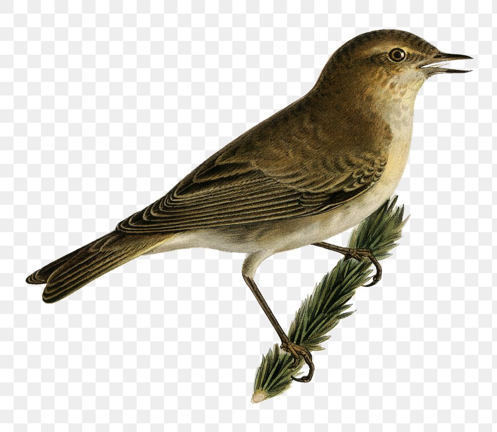 Common chiffchaff bird png | Free PNG Sticker - rawpixel