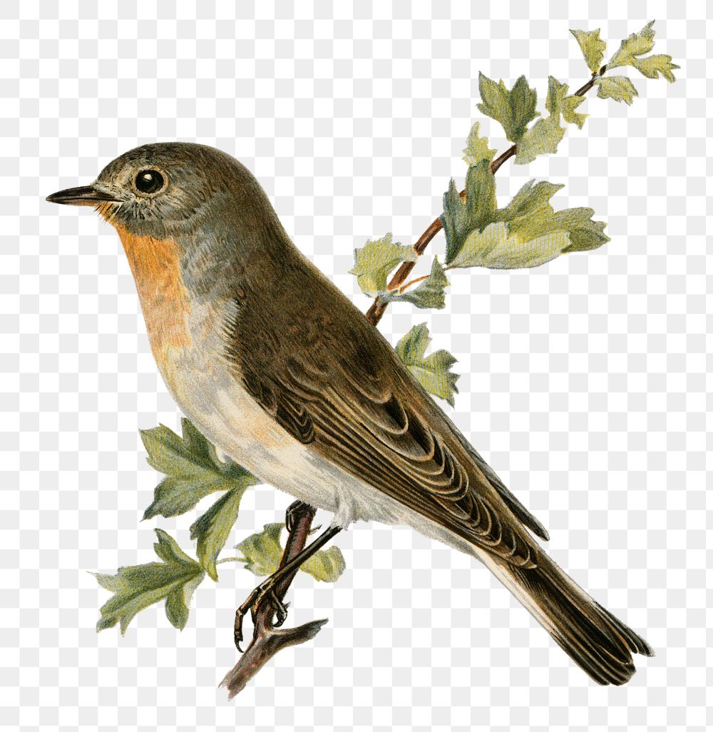 Red-breasted flycatcher bird png hand drawn