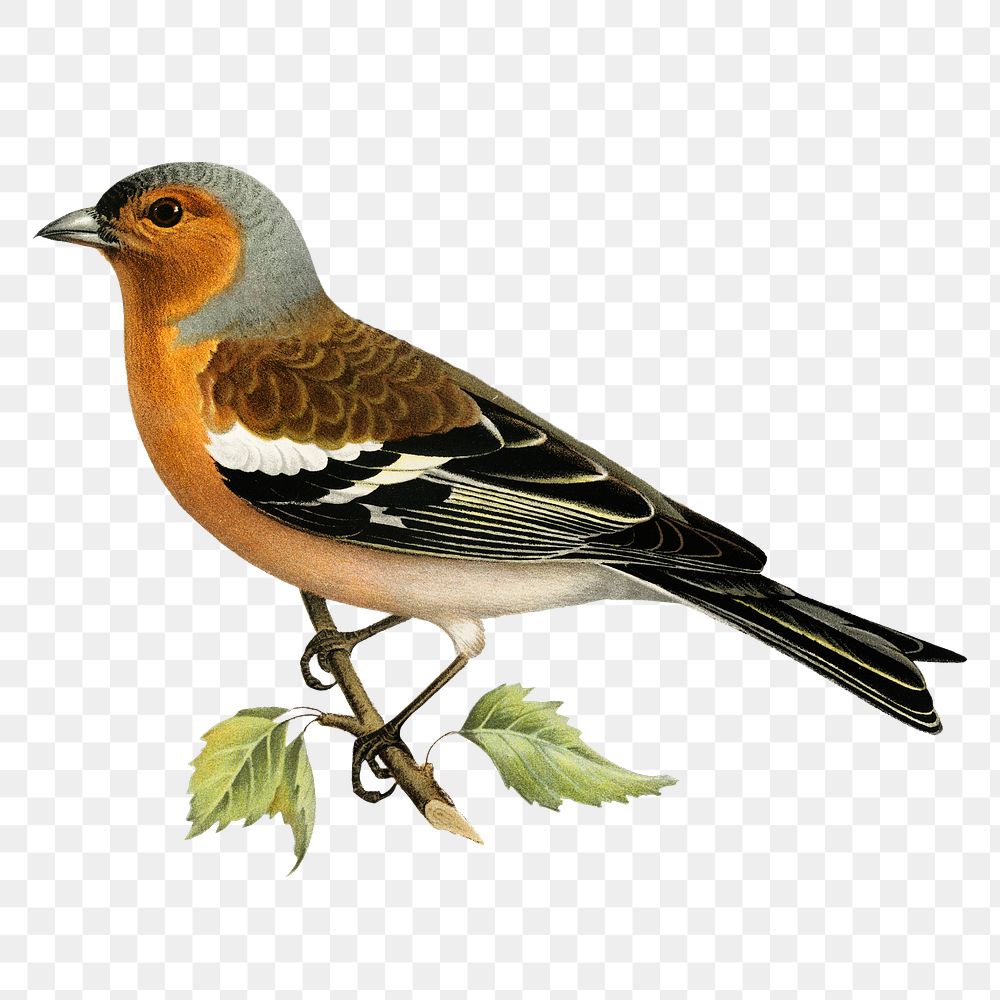 Common chaffinch male bird png hand drawn