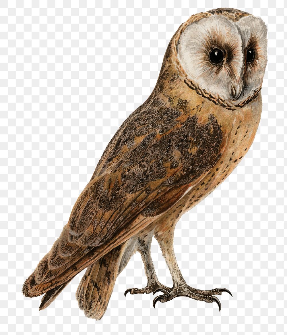 Barn owl bird png hand drawn
