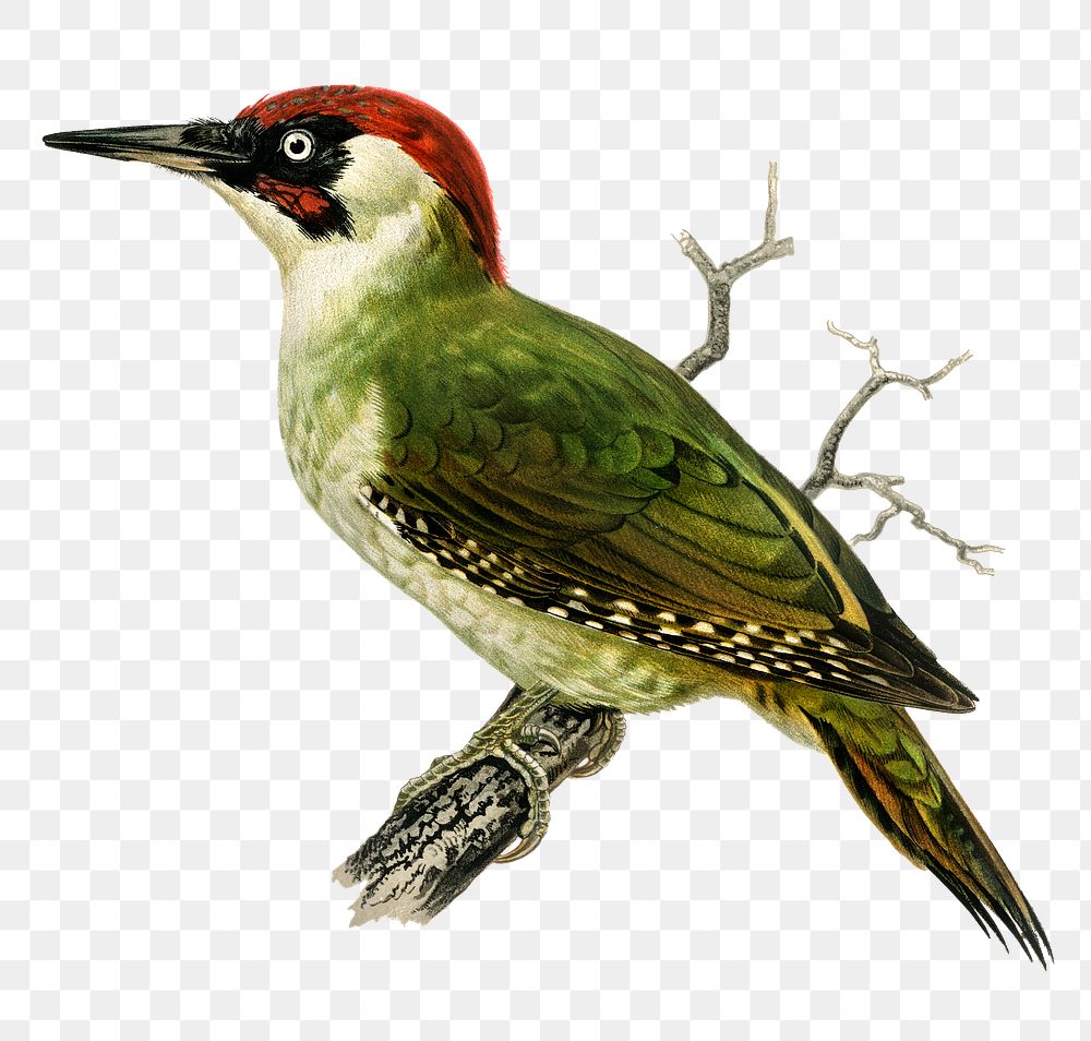 European green woodpecker png bird hand drawn