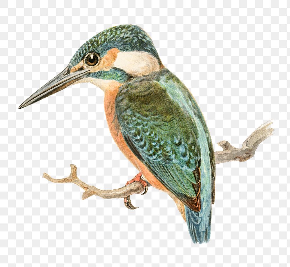 Alcedo bird png hand drawn