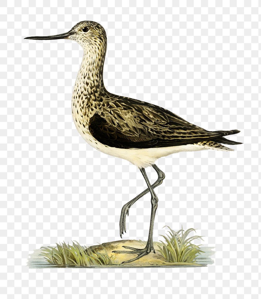 Png sticker greenshank bird hand | Free PNG Sticker - rawpixel