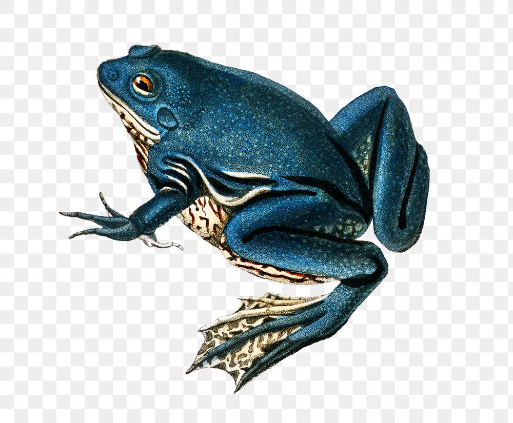 Синяя лягушка